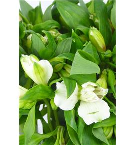 Alstroemeria nac. blanca - ALSBLA