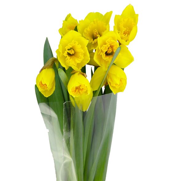 Narciso standard value 45 - NARCAR