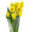 Narciso standard value 45 - NARCAR