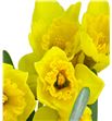 Narciso standard value 45 - NARCAR2