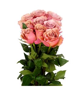Rosa hol moccachino 70 - RGRMOC