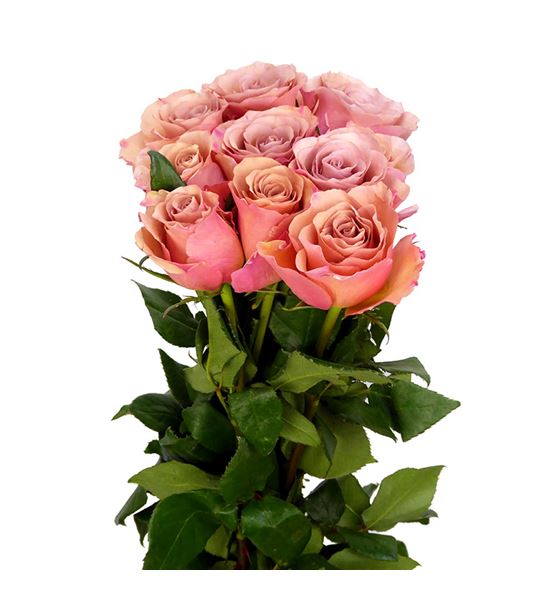 Rosa hol moccachino 70 - RGRMOC