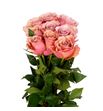 Rosa hol moccachino 70 - RGRMOC