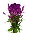 Celosia plumosa celway purple 60 - CELPLUCELPUR