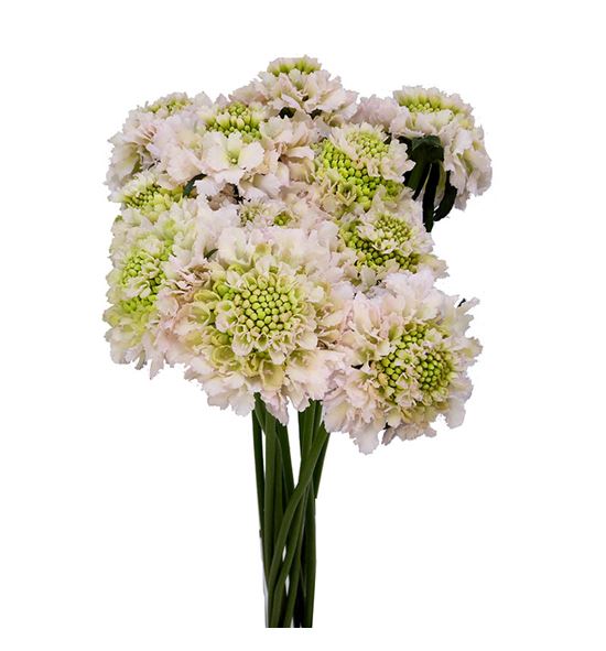 Scabiosa vanilla bon bon 50 - SCAVANBONBON