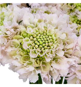 Scabiosa vanilla bon bon 50 - SCAVANBONBON