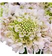 Scabiosa vanilla bon bon 50 - SCAVANBONBON1