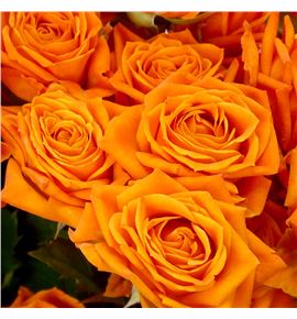 Rs ramificada orange queen 50 - RTRORAQUE