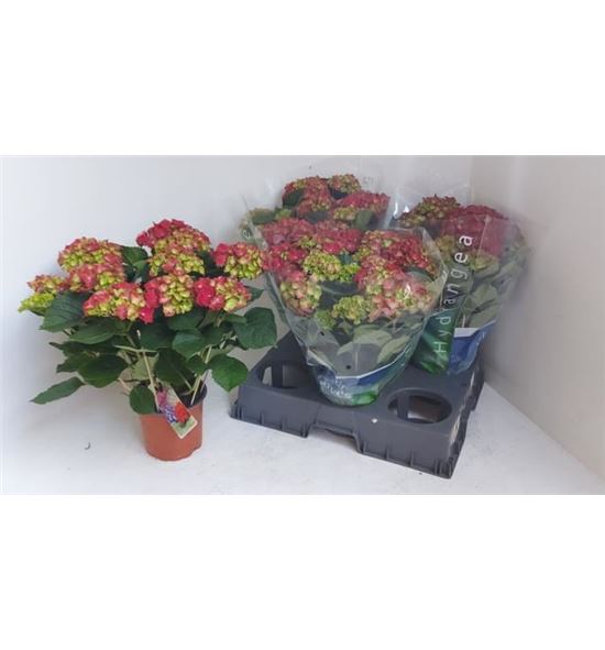 Pl. hydrangea hi fire 40cm x3 - HYDHIFIR31540