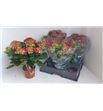 Pl. hydrangea hi fire 40cm x3 - HYDHIFIR31540