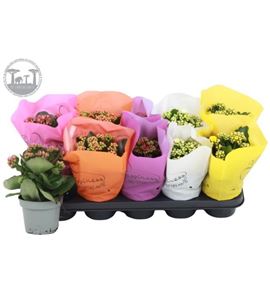 Pl. kalanchoe mixto 5kl 24cm x10 - KALMIX5101224
