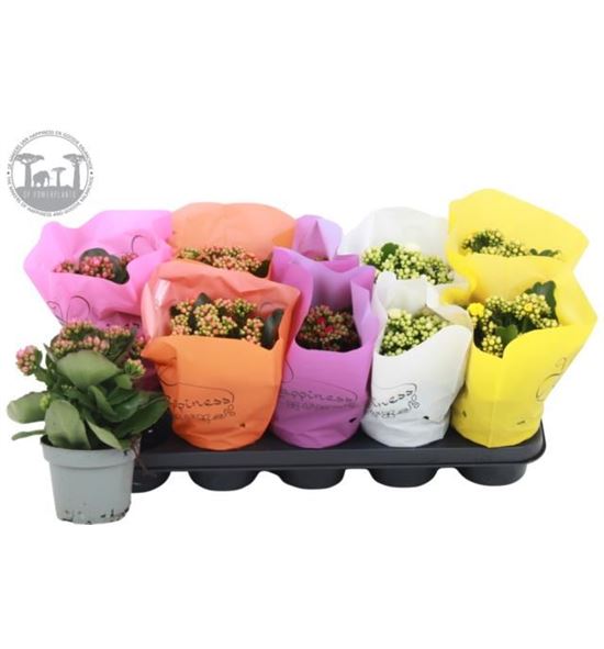 Pl. kalanchoe mixto 5kl 24cm x10 - KALMIX5101224