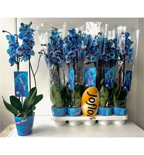 Pl. phalaenopsis azul bic 2t 70cm x10 - PHAAZUB1012702