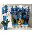 Pl. phalaenopsis azul bic 2t 70cm x10 - PHAAZUB1012702