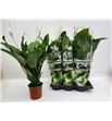 Pl. spathiphyllum bingo cupido 70cm x6 - SPABINCUP61780