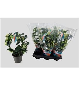 Pl. stephanotis floribunda 40cm x6 - STEFLO61240