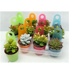 Pl. succulenten diverso 12cm x12 - SUCDIV1250812