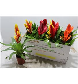 Pl. vriesea mixto 5kl 40cm x10 - VRIMIX5101240