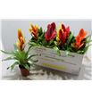 Pl. vriesea mixto 5kl 40cm x10 - VRIMIX5101240