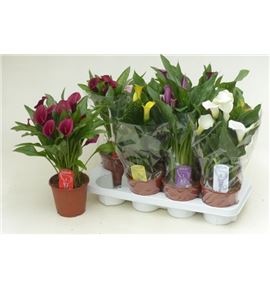 Pl. zantedeschia mixta 4kl 45cm x8 - ZANMIX481445