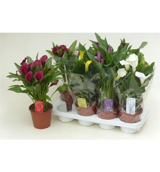 Pl. zantedeschia mixta 4kl 45cm x8 - ZANMIX481445