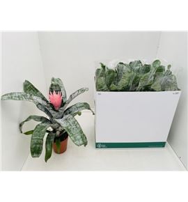 Pl. aechmea primera 55cm x8 - AECPRI81555