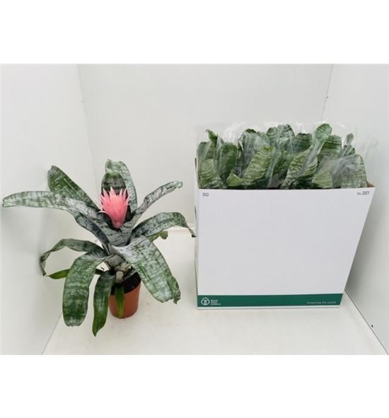 Pl. aechmea primera 55cm x8 - AECPRI81555