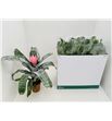 Pl. aechmea primera 55cm x8 - AECPRI81555