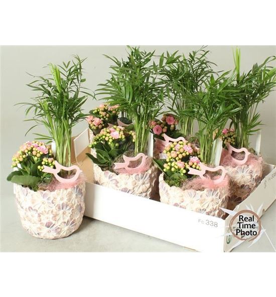 Pl. composicion planta interior 30cm x6 - COMPLAINT61430