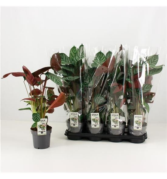 Pl. ctenanthe compactstar 60cm x8 - CTECOM81460