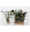 Pl. ctenanthe green flag 50cm x5 - CTEGREFLA51250