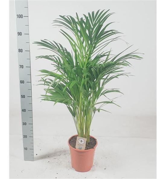 Pl. dypsis lutescens 100cm x1 - DYPLUT121100