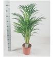 Pl. dypsis lutescens 100cm x1 - DYPLUT121100