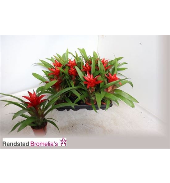 Pl. guzmania blitz 30cm x12 - GUZBLI12930