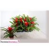 Pl. guzmania blitz 30cm x12 - GUZBLI12930