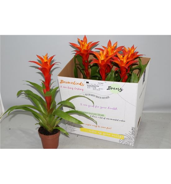 Pl. guzmania naranja 52cm x6 - GUZNAR61252