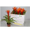 Pl. guzmania naranja 52cm x6 - GUZNAR61252