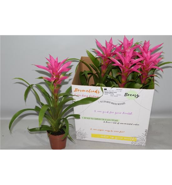 Pl. guzmania rosa 51cm x6 - GUZROS61251