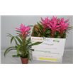 Pl. guzmania rosa 51cm x6 - GUZROS61251