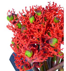 Jatropha firecracker 35 - JATFIR