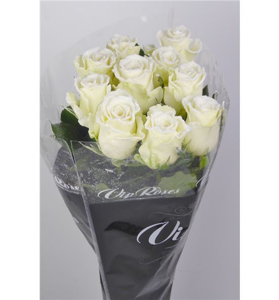 Rosa alpe d´huez purp blanca 70 - RGRALPBLA