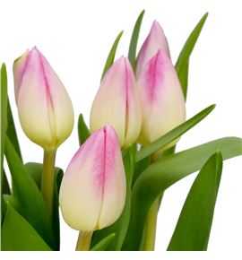 Tulipan pulitzer 40 - TULPUL