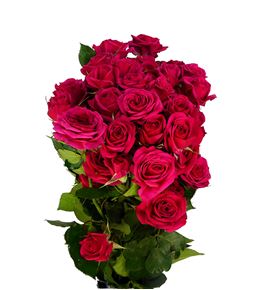 Rs ramificada quincy 70 - RTRQUI