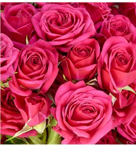 Rs ramificada quincy 70 - RTRQUI