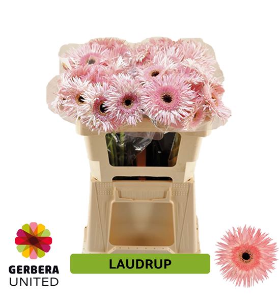 Gerbera spin laudrup 50 x10 - GERSPILAU5010