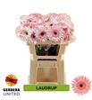 Gerbera spin laudrup 50 x10 - GERSPILAU5010