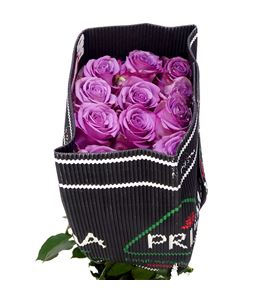 Rosa ecu coolwater 40 - RECOO