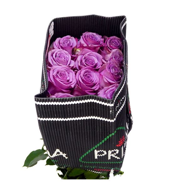 Rosa ecu coolwater 40 - RECOO
