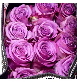Rosa ecu coolwater 40 - RECOO