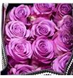 Rosa ecu coolwater 40 - RECOO1